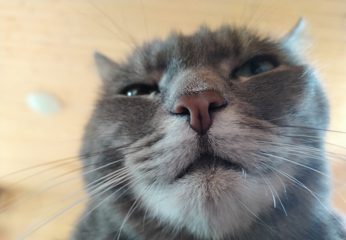 Потомок того самого Кота