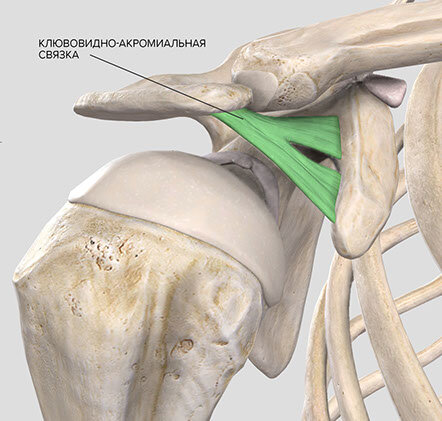 Акромиально ключичное сочленение плечевого сустава фото