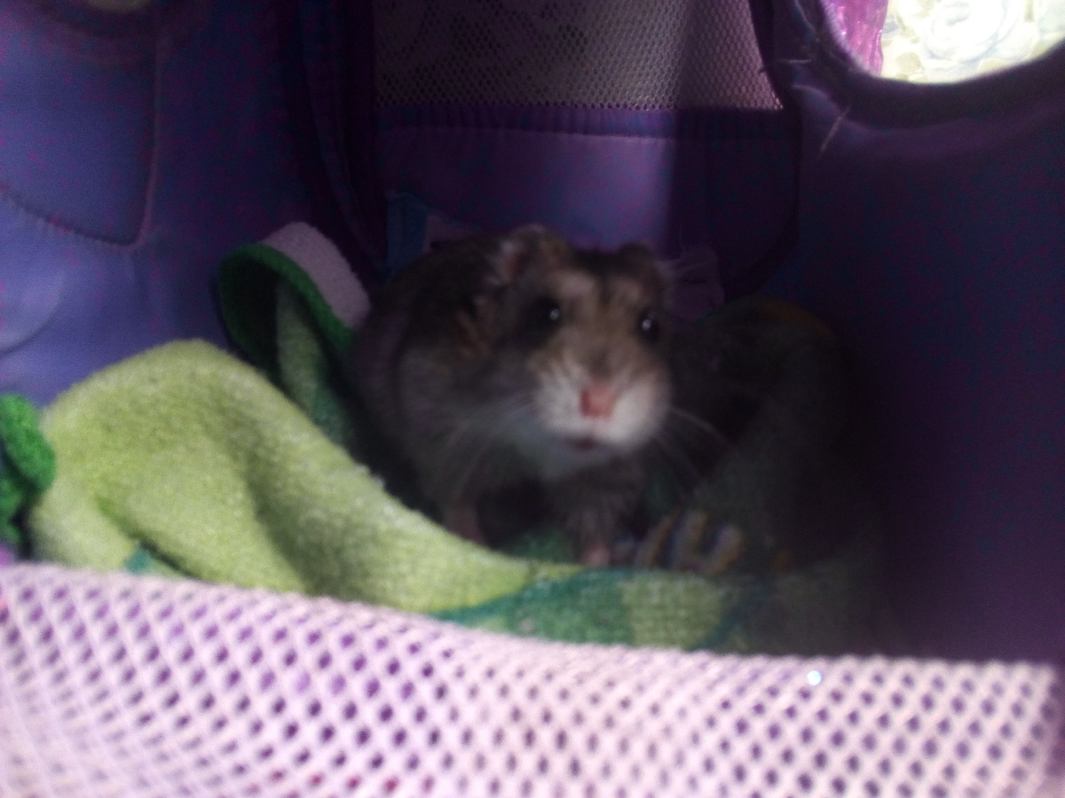 Моя Ирисочка