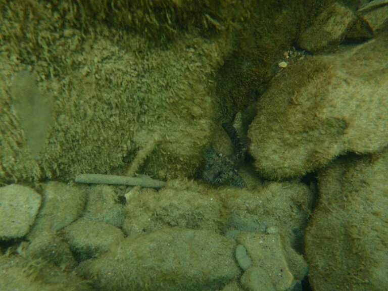 бычок в засаде