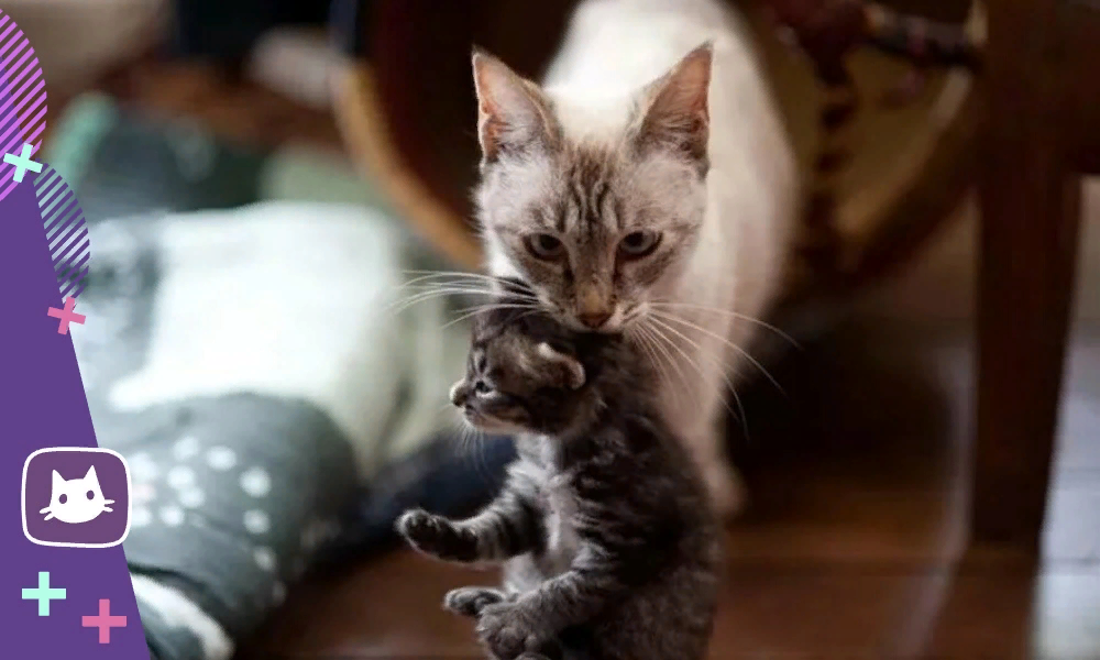 Кошка перенесла котят. Кошка таскает взрослых котят. Кошки-мышки. Кошку подняли за шкирку.