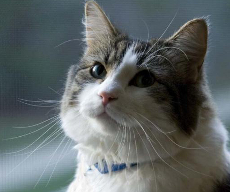 Steere House Nursing and Rehabilitation