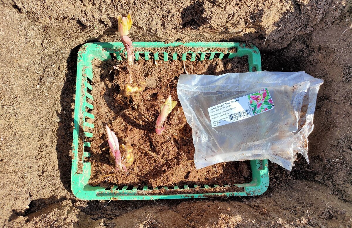 Лилия уже проросла в упаковке