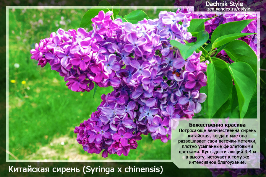Китайская сирень (Syringa x chinensis)