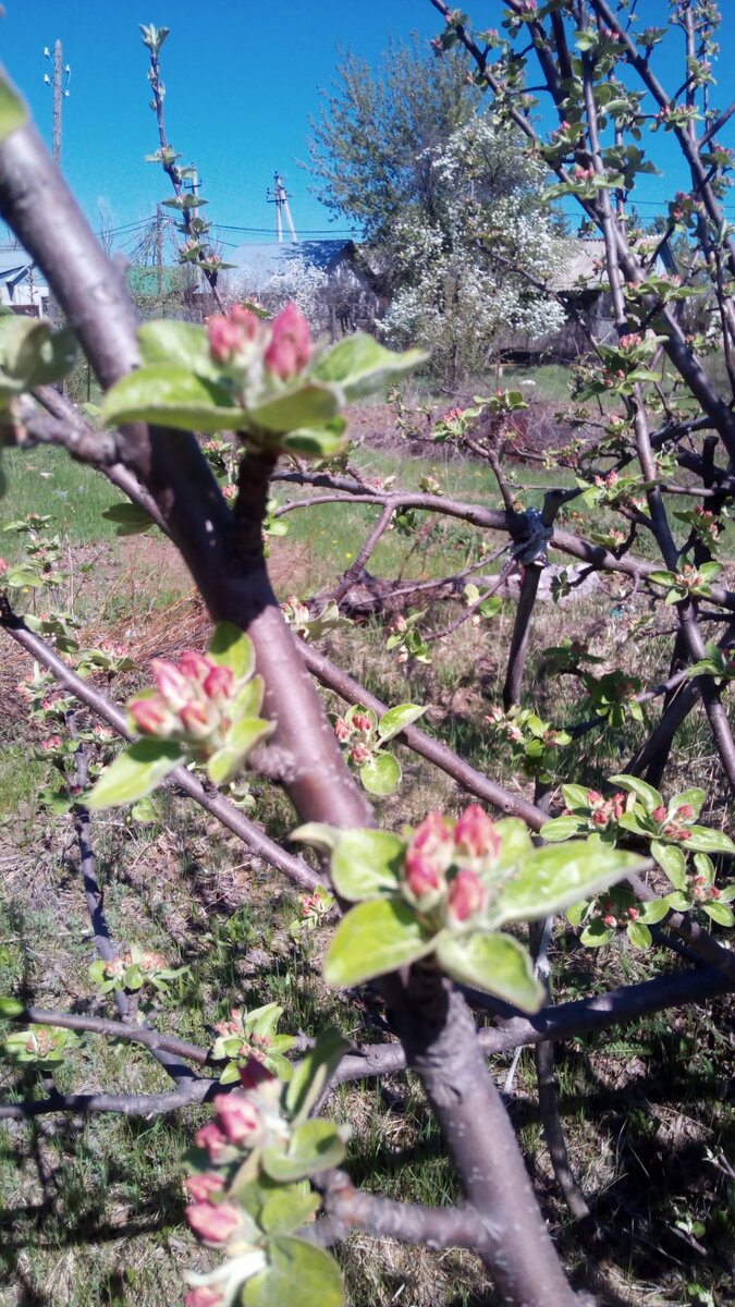 Яблоня "Боровинка", наша старейшина,  цвет пока в бутонах, Застать яблоневый цвет в бутонах возможно очень редко. Обычно мы видим буйно цветущий яблоневый сад. Фото автора канала. 04.05.20 г.