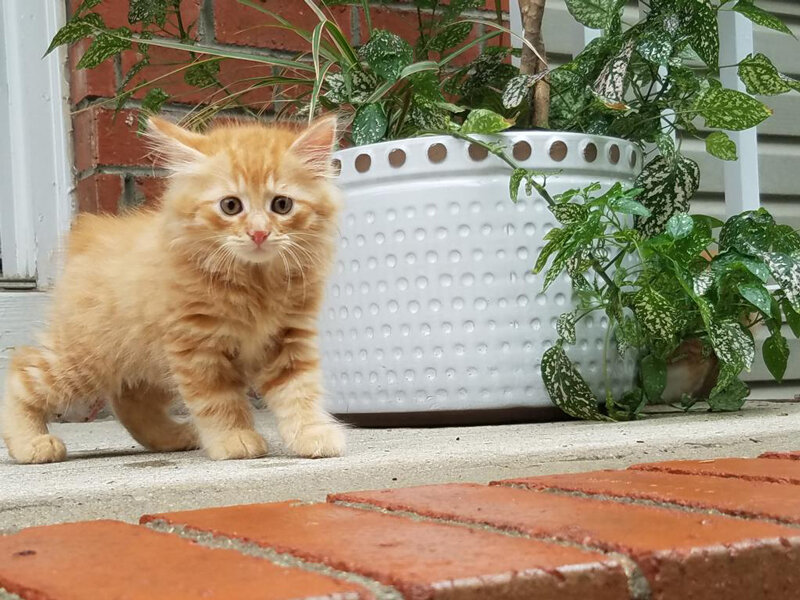 Причины, по которой кошки не могут прижиться в доме