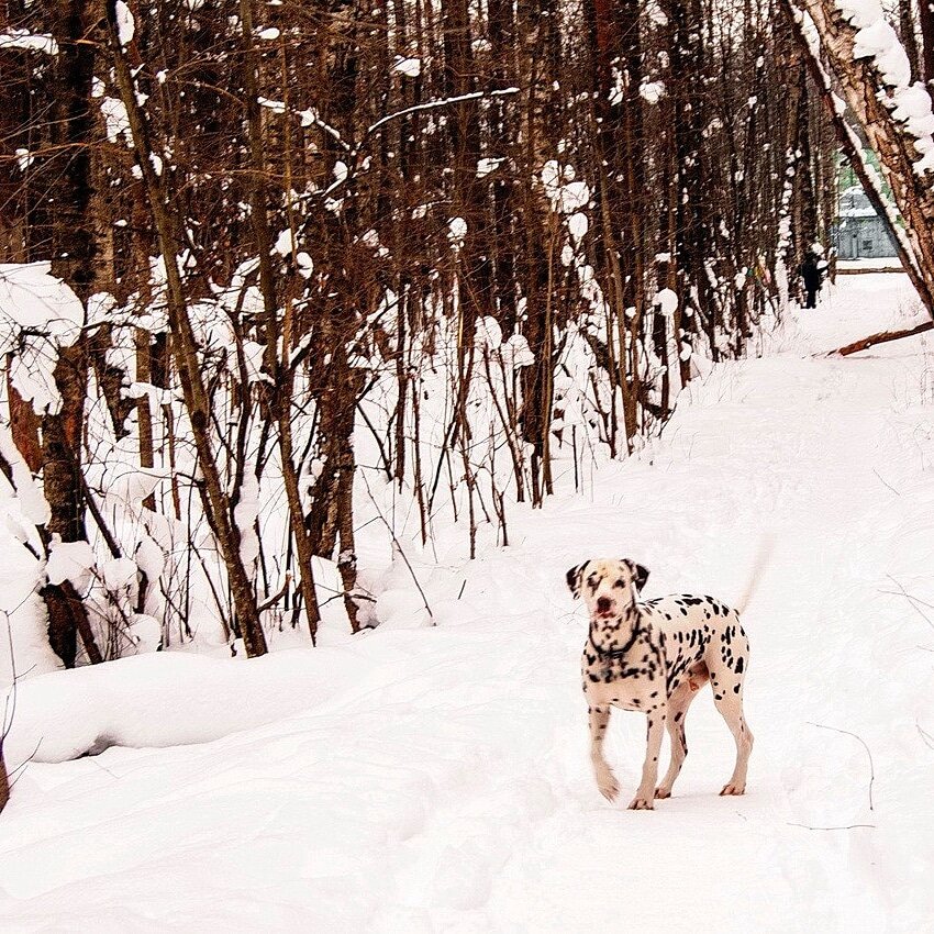 Фото из личного архива. Мой пёс.