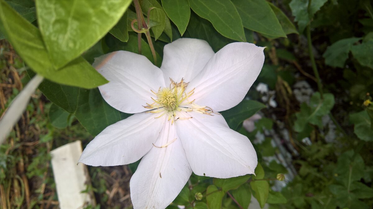 Clematis 'Duchess Of Edinburgh' from Burncoose Nurseries