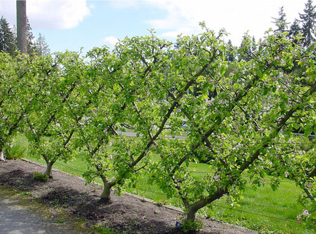 Фото: voodland.com/image/catalog/blog/palmetta/Espaliered_fruit_tree.jpg