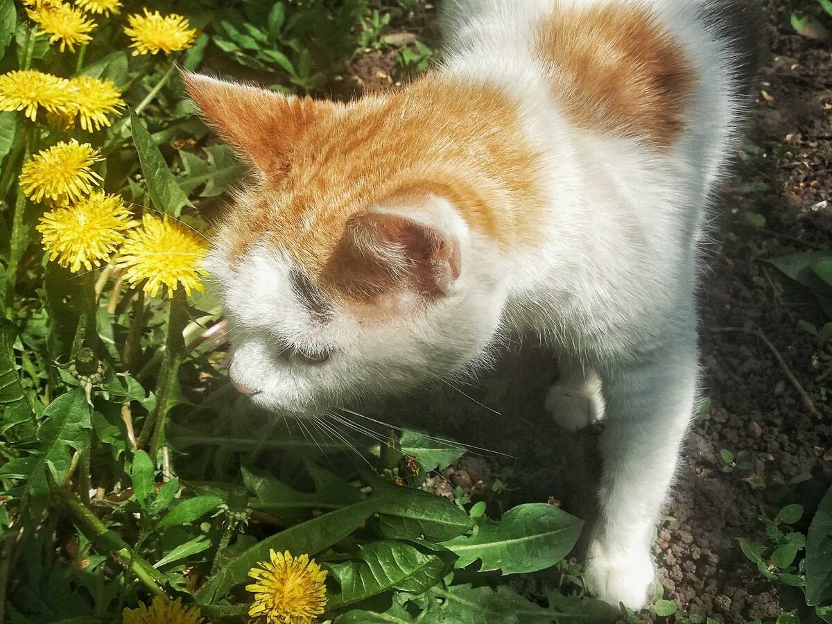 Что-то унюхала