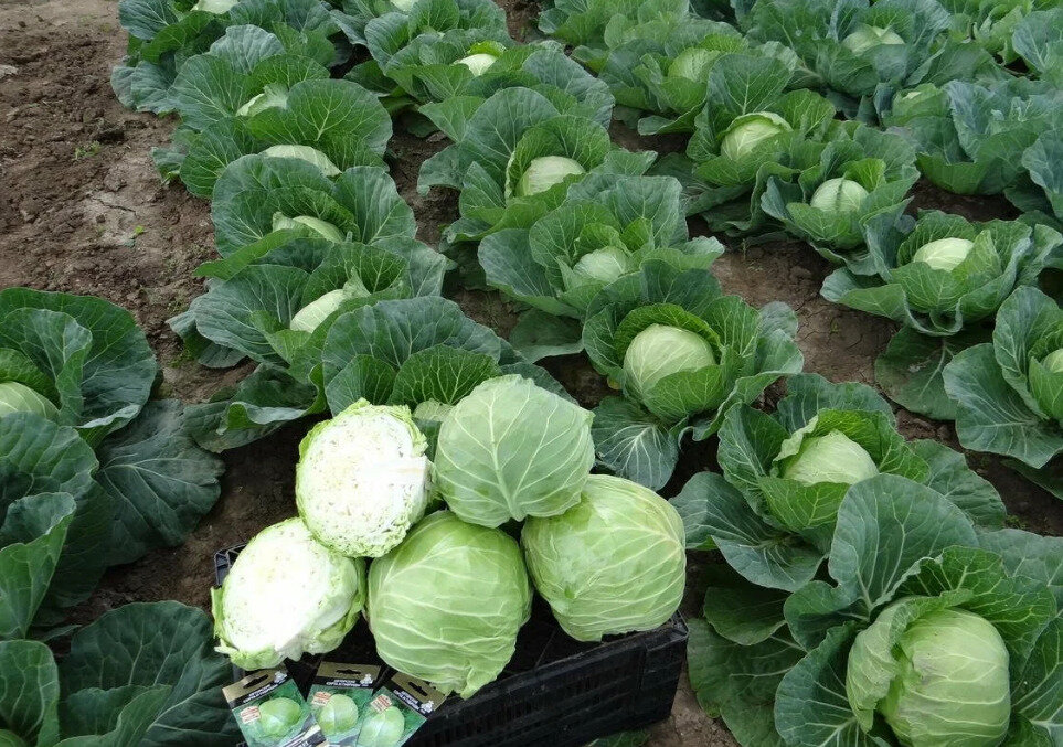 Внесение удобрений в лунки, обеспечивает хорошую приживаемость, качественный рост и развитие капусты.