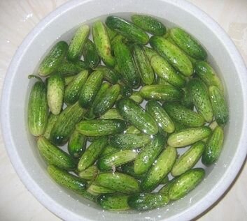     Лучше всего для засолки подойдут молодые огурцы среднего размера - такие лучше всего настаиваются и впитывают в себя аромат маринада. Причём старайтесь подбирать овощи так, чтобы они оказались примерно одного размера - чтобы засолка прошла равномерно. Огурцы салатных сортов для засолки не годятся, поэтому используйте их по назначению - в салаты. Не знаете, какие у Вас растут огурцы? Ориентируйтесь на следующий признак - засолочные огурцы имеют пупырышки, а салатные - гладкие.   Сначала огурцы нужно подготовить - тщательно промыть от пыли и грязи, отрезать кончики с обеих сторон, после чего сложить их в таз или другую большую ёмкость и залить холодной водой на 1-2 часа. Благодаря этому готовые малосольные огурцы будут хрустящими.   