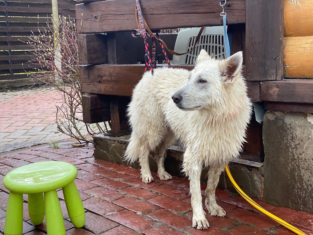 Ася в процессе мытья