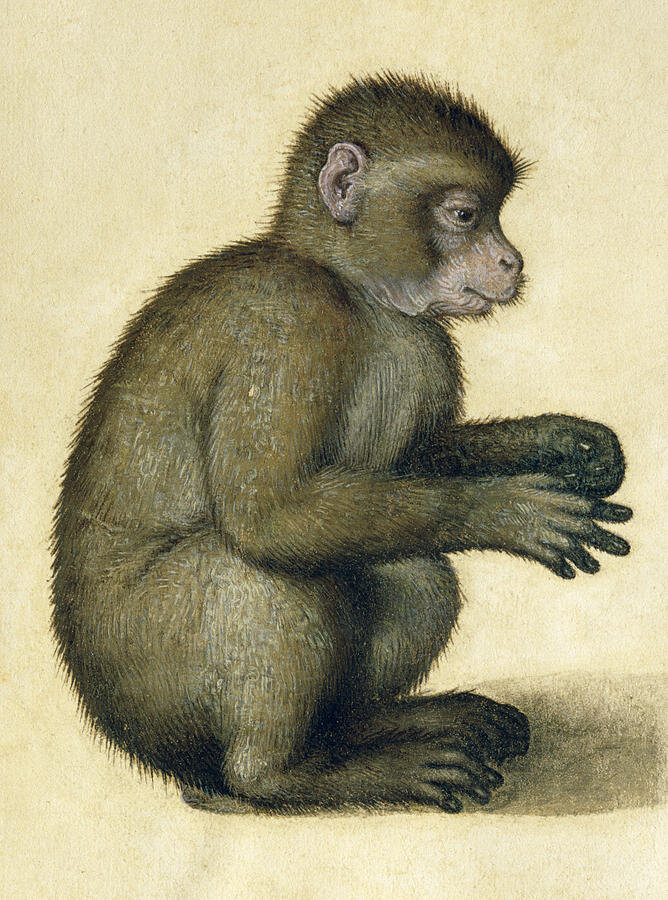 https://fineartamerica.com/featured/a-monkey-albrecht-durer.html