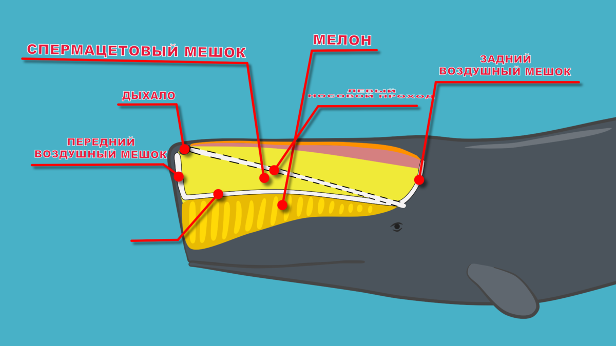 Спермацет это. Спермацетовый мешок кашалота. Спермацетовый кит Кашалот. Строение кашалота. Строение головы кашалота.