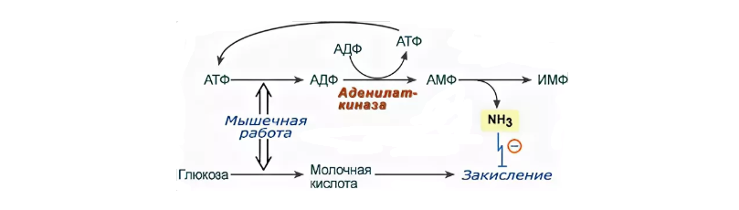 Изображение взято с Яндекс картинки. Процесс закисления мышц.