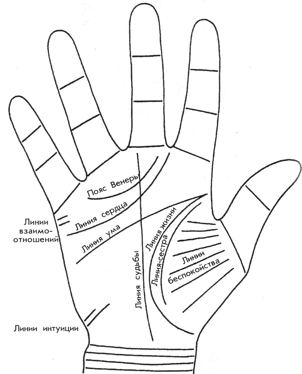 Чтение по ладони для начинающих: основные линии и за что они отвечают