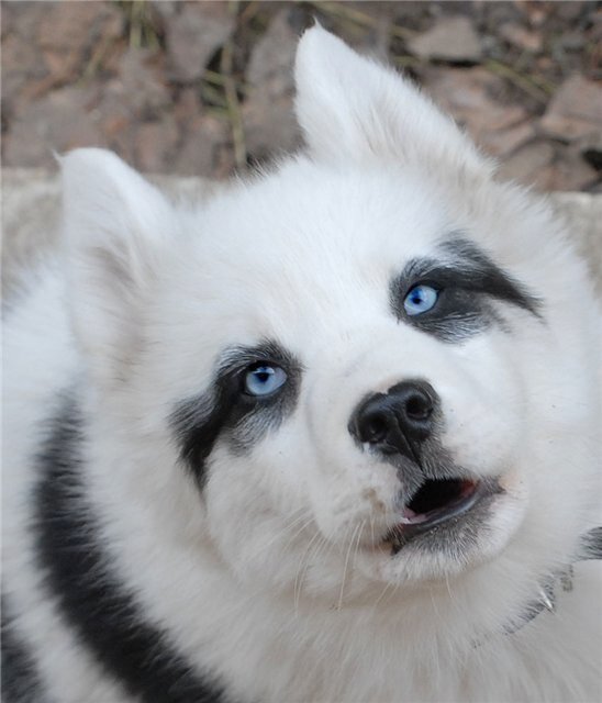 Характер и поведение