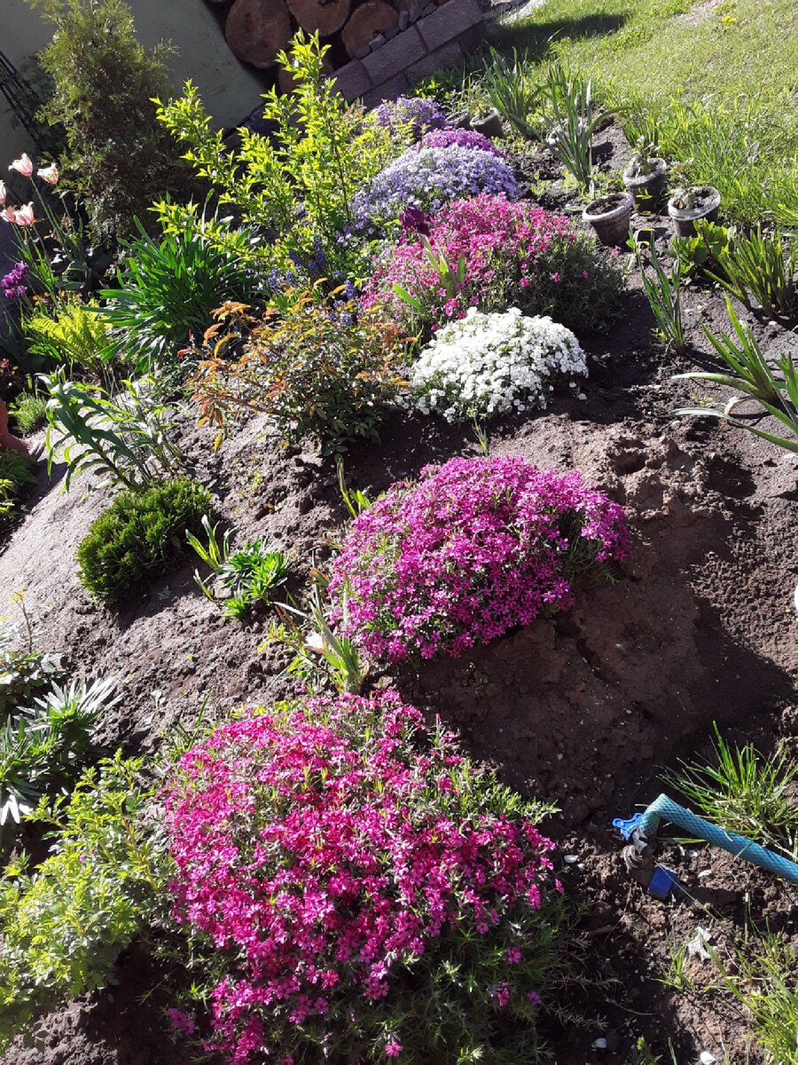 Всего за один год флоксы шиловидные из маленькой деленки превратились в большие подушки