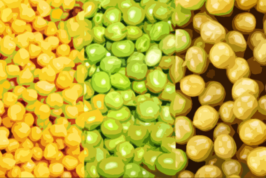 Зелёный горошек. Сорт чечевицы пюи. Горох желтый сорт. Лущеного жёлтого гороха,. Семена гороха.