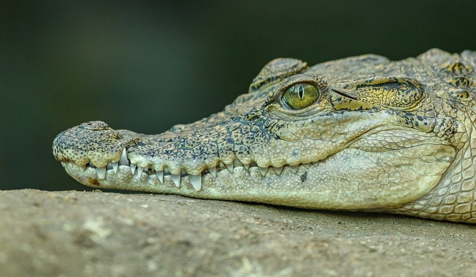https://cdn.pixabay.com/photo/2020/04/18/16/05/crocodile-5059781_960_720.jpg