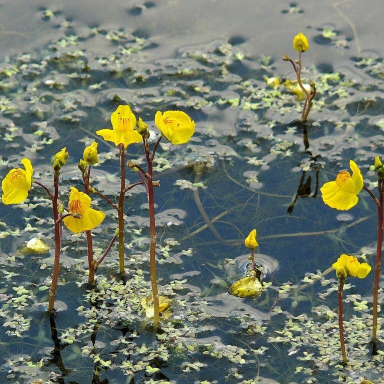 Пузырчатка в пруду. Пузырчатка (Utricularia). Пузырчатка обыкновенная растение. Пузырчатка растение хищник. Пузырьчаткаобыкновенный.