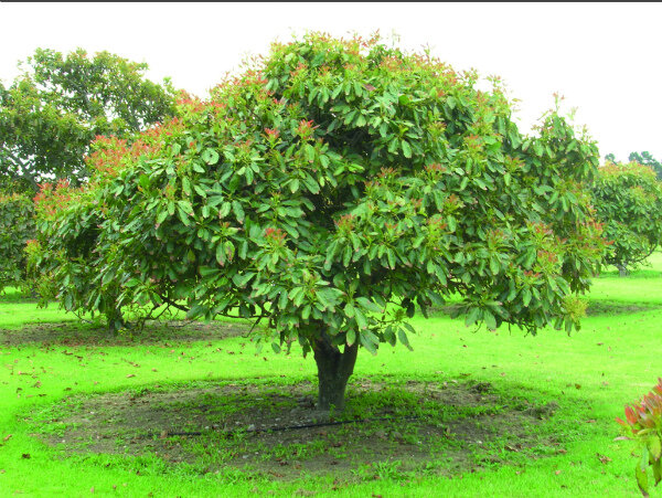 ДЕРЕВО АВОКАДО