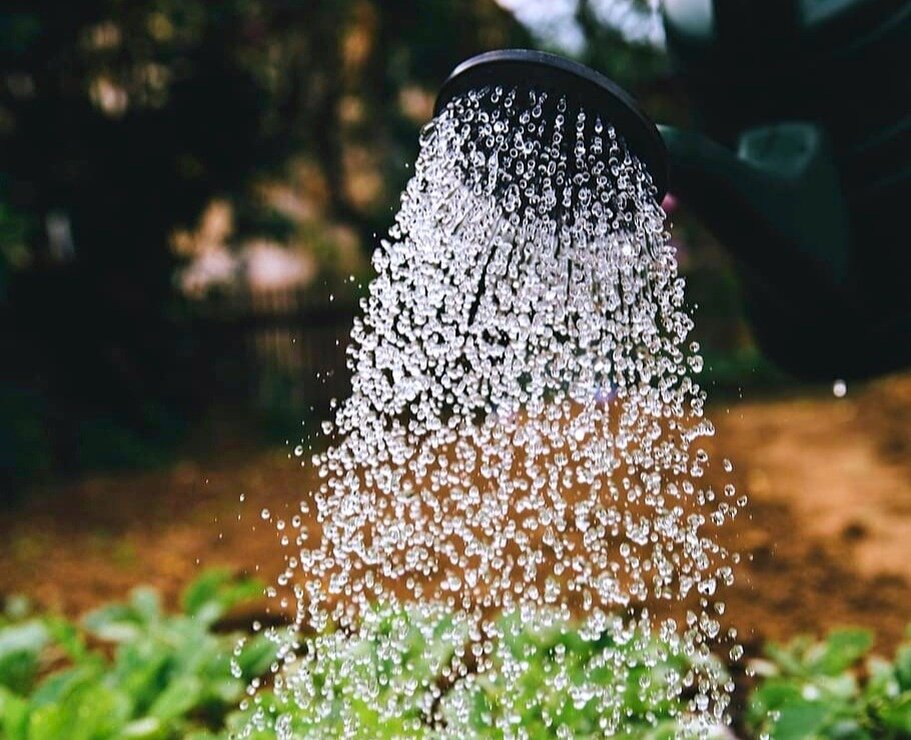 Полноценный полив рассады проводится не раньше, чем через 5 дней, после пересадки.