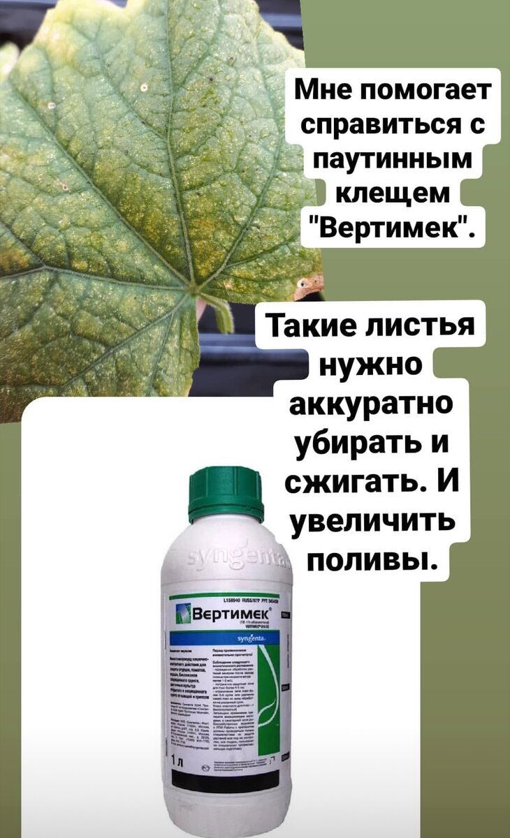 Чем опрыскать огурцы от паутинного клеща. Средство от паутинного клеща на огурцах. Обработка огурцов от паутинного клеща в теплице. Препараты от паутинного клеща на огурцах. Средство от паутинного клеща на огурцах в теплице.