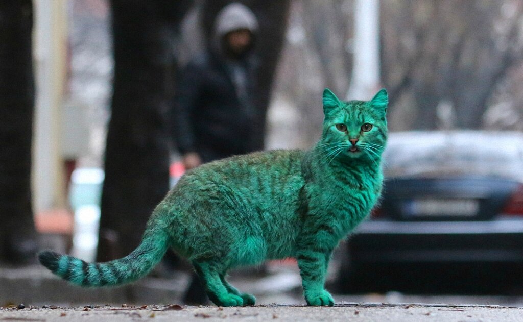 Про зеленых кошек и почему мы их не видим | Заметки зооработника | Дзен