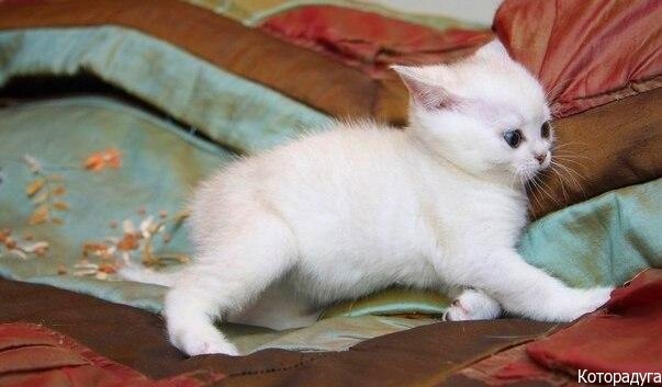 Смешные котики. Источник: pinterest.com