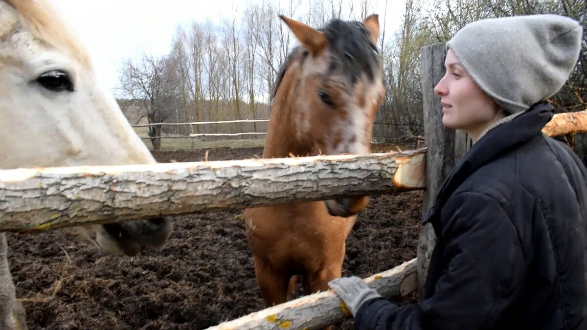 Усадьба белая лошадь в деревне. Дзен лошади. Усадьба белая лошадь. Хутор белая лошадь новое. Усадьба белая лошадь чувашия.