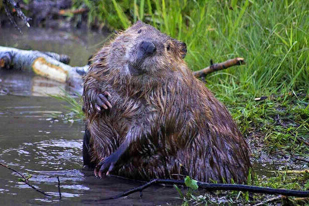 Привет, охотнечег! Иллюстрация из открытых источников.