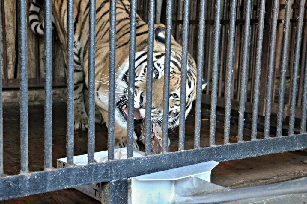 Владимир Пермяков