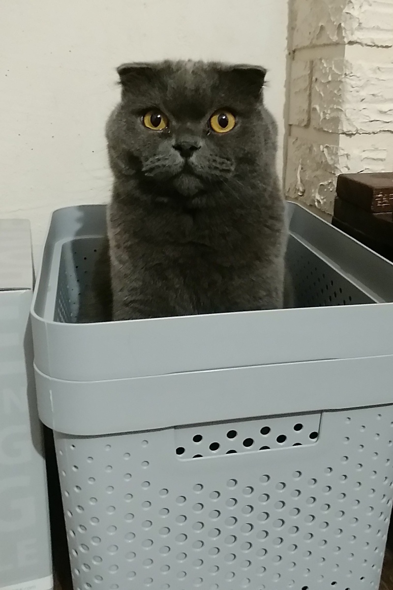 Котик в ящике