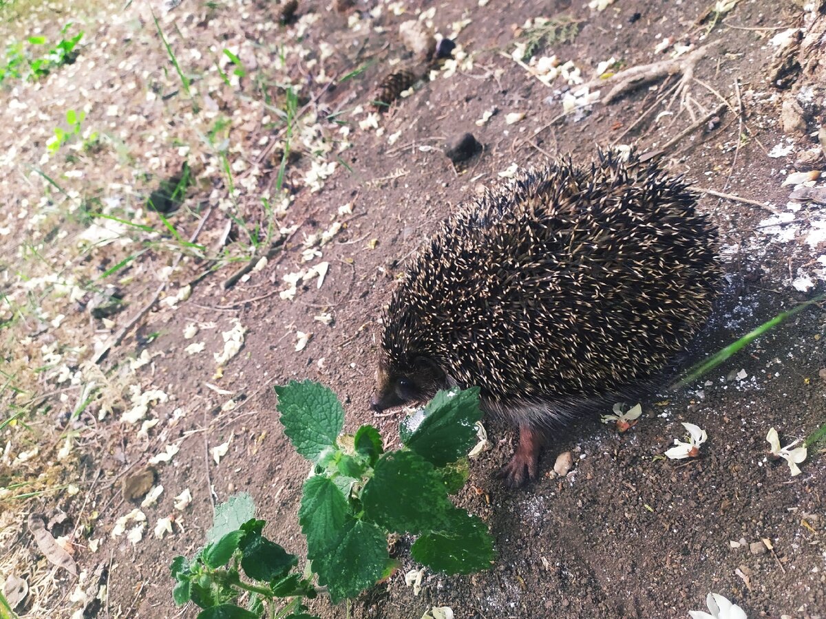 Фото сделано автором статьи