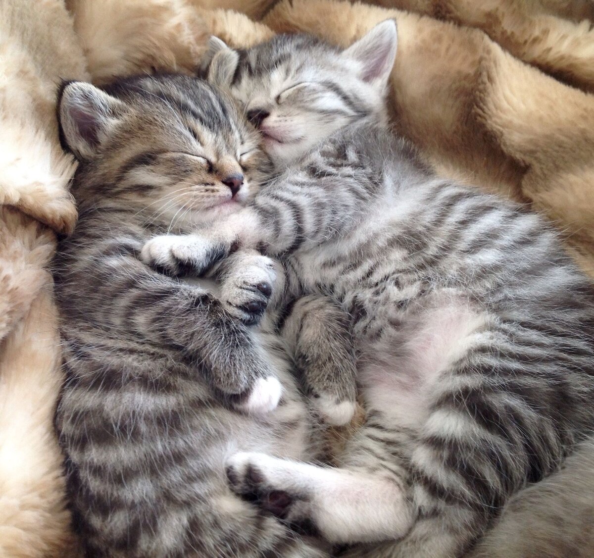 Милые котики двойняшки