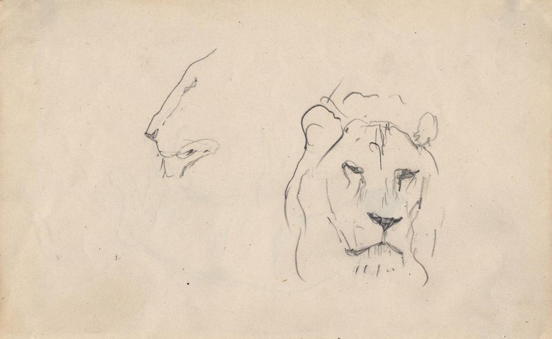 Валентин Серов. Набросок головы льва. 1890-е. Бумага, карандаш. 11х17 см. Самарский областной художественный музей