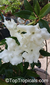 Фото из сети