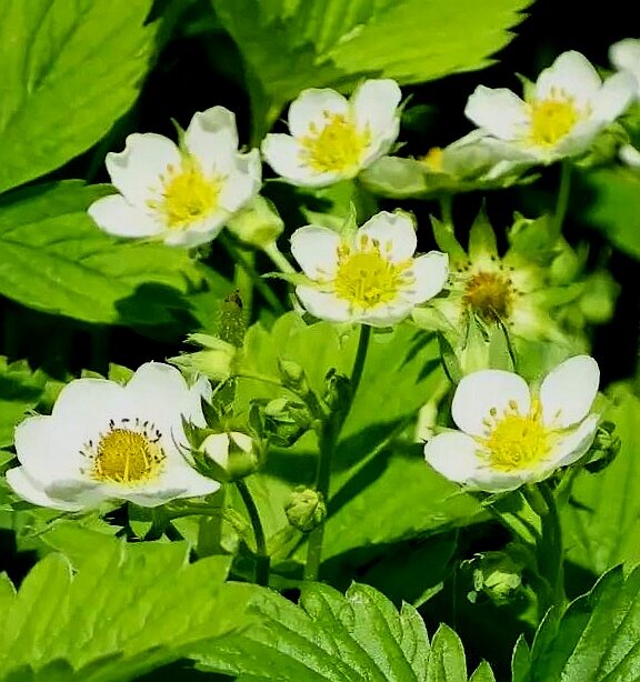 Цветы земляники