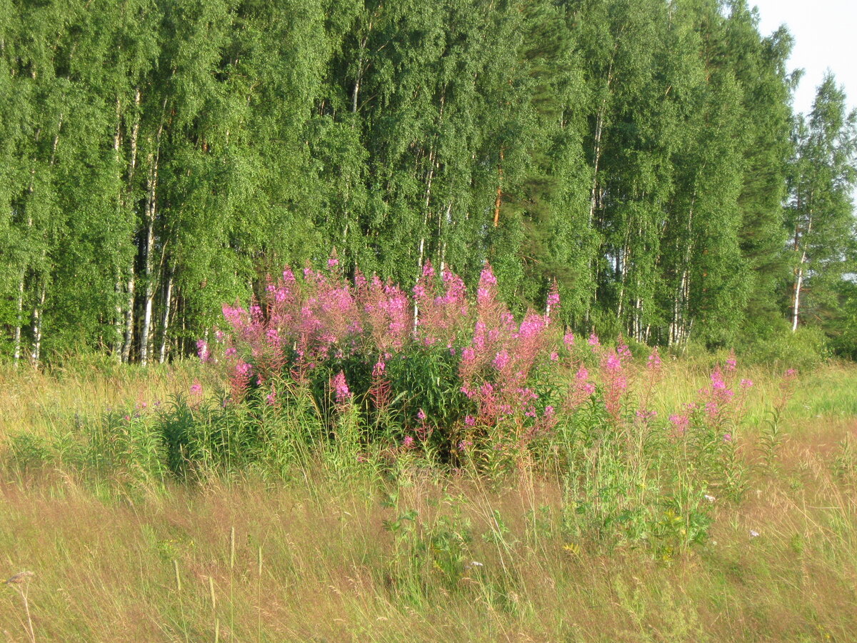 Берёзовая роща