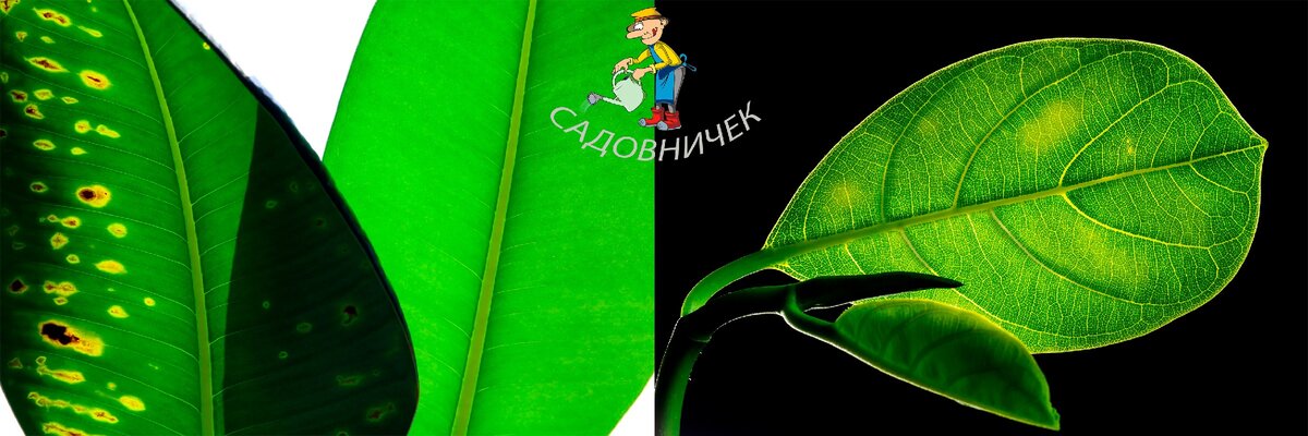 Листья растения с дефицитом железа.