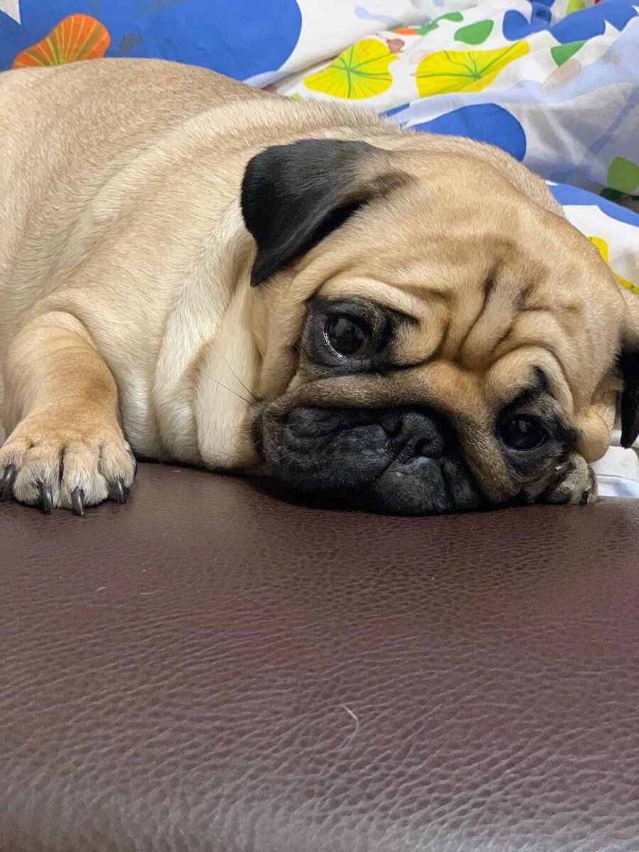 Не нашел маму, но эта одна из ее уже взрослых дочерей, фото присылала нам женщина, купившая ее у нас, хозяйка собачки