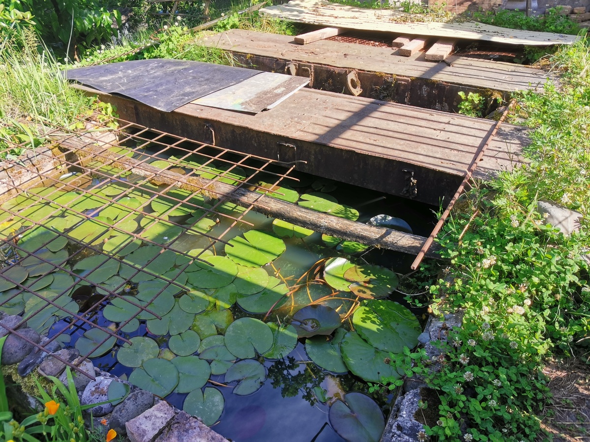 Пруд с рыбками