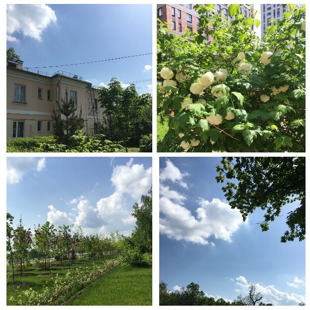 Цветы и деревья радуют глаз