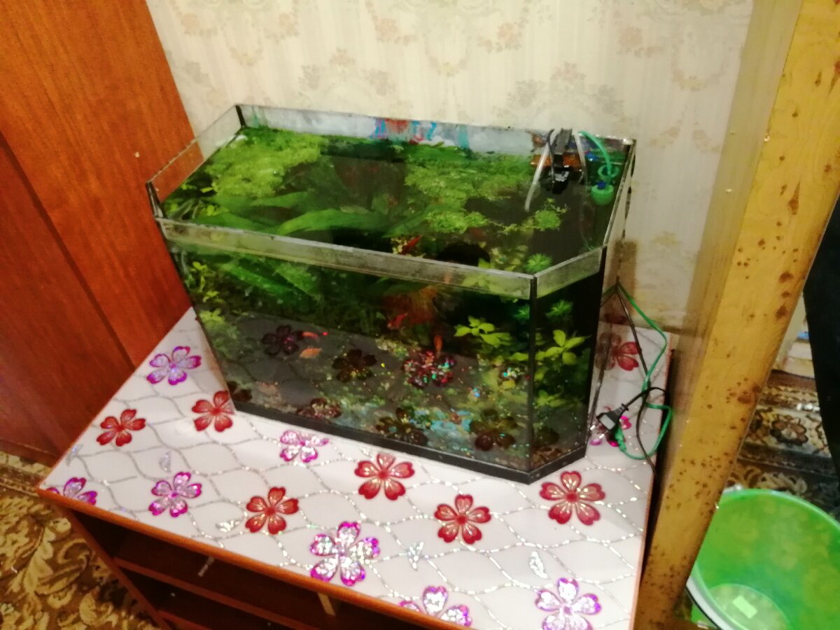 Аквариум перед переездом. 