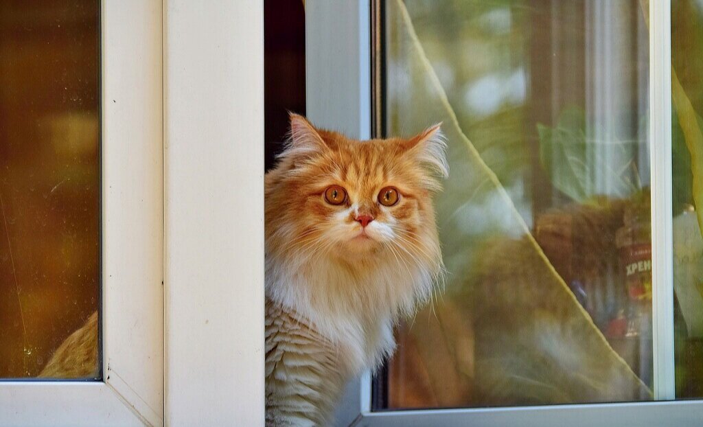 Яндекс-фото