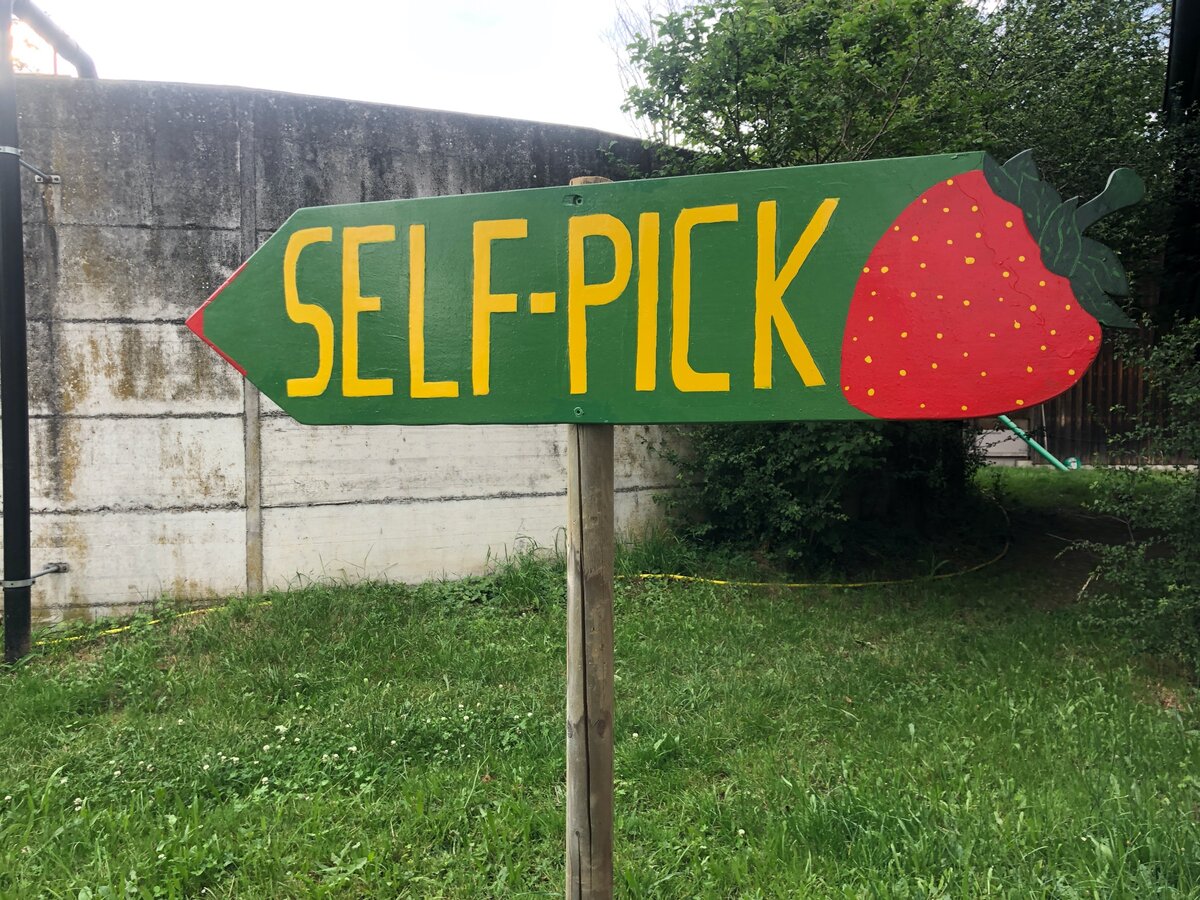 Указатель на самостоятельный сбор клубники. Фотография из личного архива