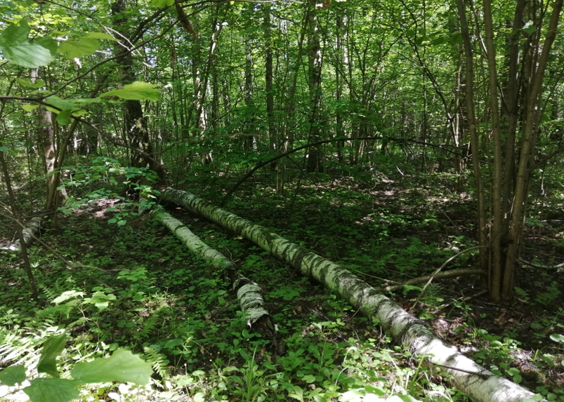 Поваленные березы