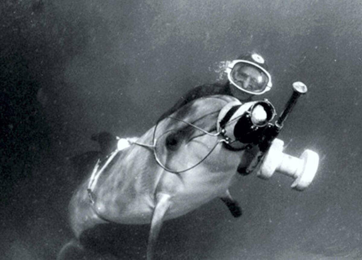 Боевой дельфин